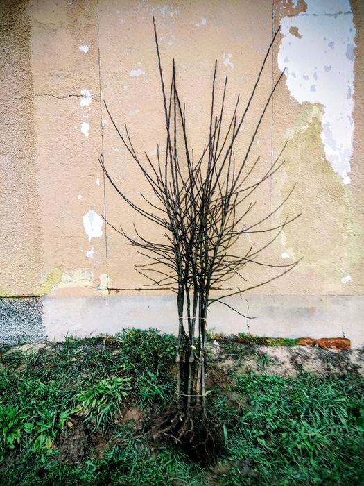 Gala Schniga SchniCo m9 - drzewka jabłoni jak Brookfield