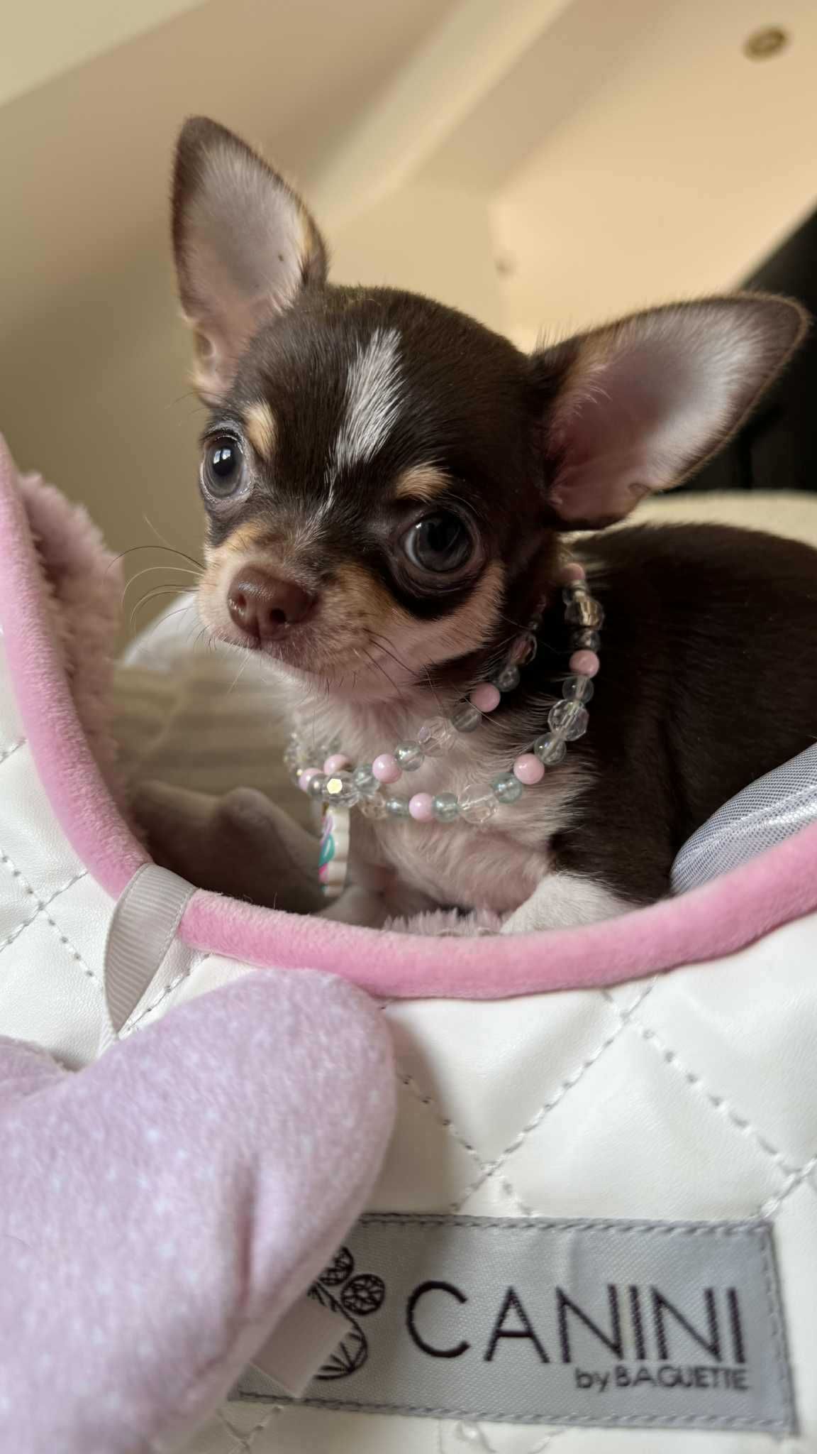 Dziewczynka Bibi Czekoladowa-tricolor Mini z Rodowodem Chihuahua