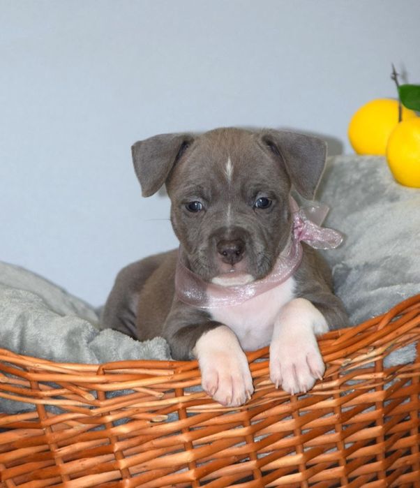 Эффектная голубая девочка амстафф, стафф, стаффордширский терьер