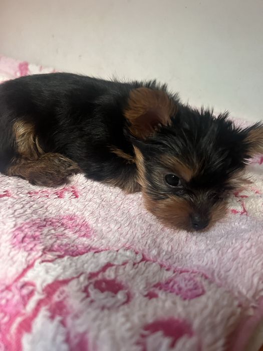 Йоркширський терьєр