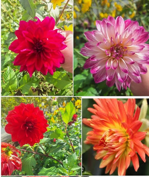 Цветы Георгина набор 4 вида