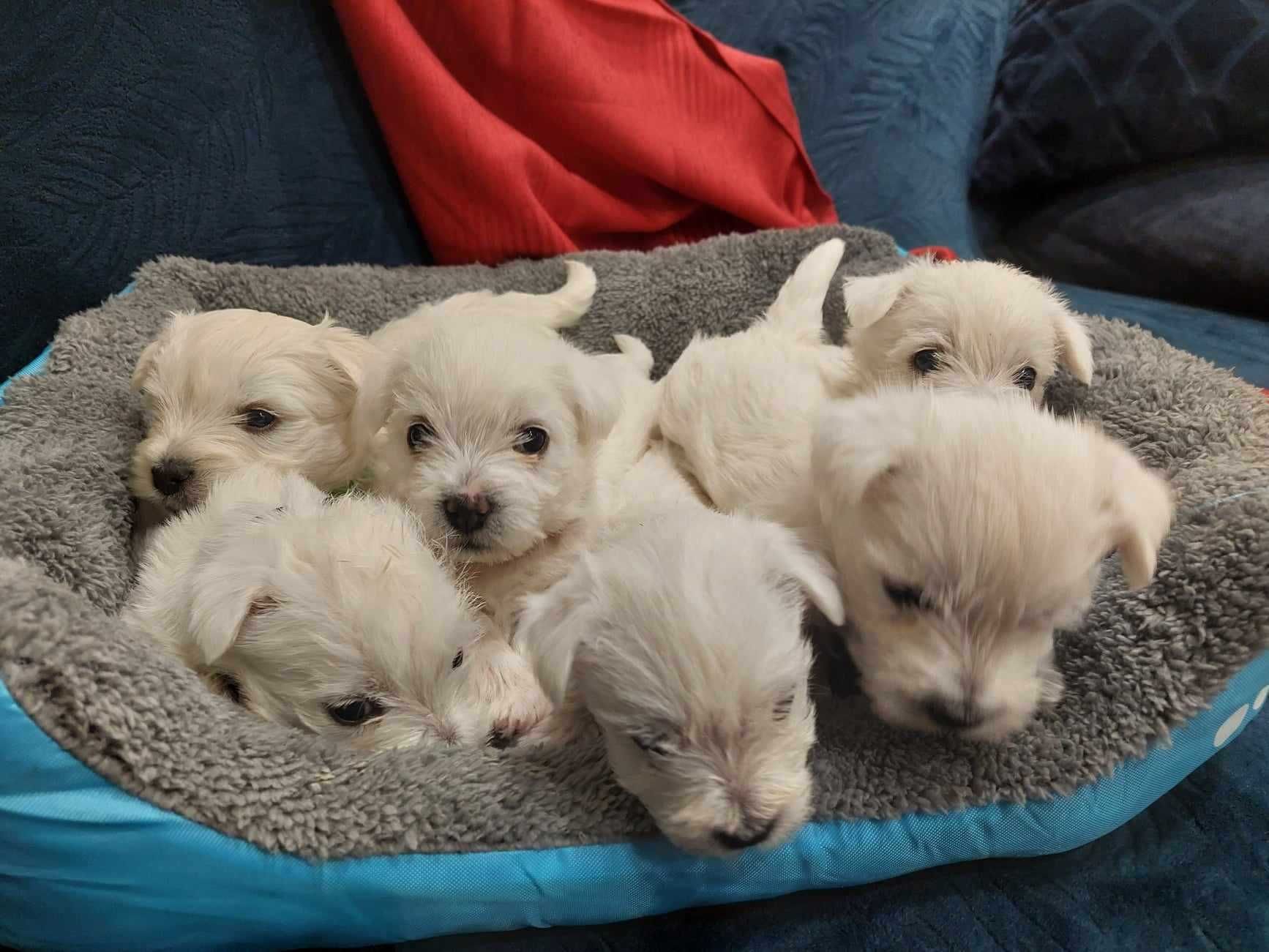 West highland white terrier suczka