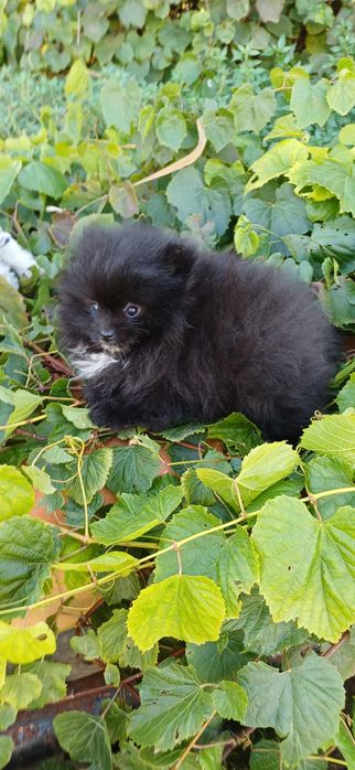 Lulu da Pomerânia macho muito pequenino