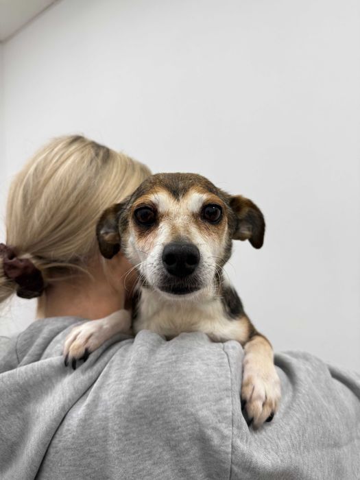 Molly - delikatna i łagodna suczka szuka kochającego domu!