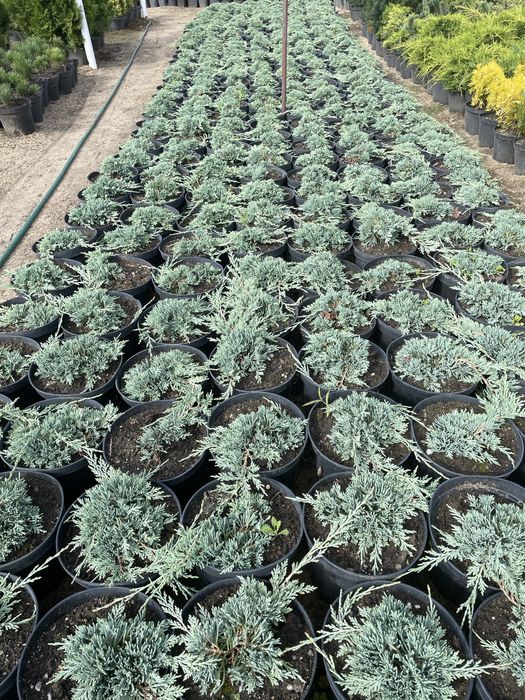 Sprzedam jałowiec płożący 9 zl