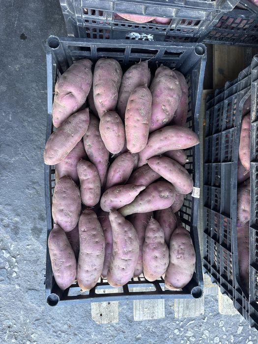 Batata doce nova