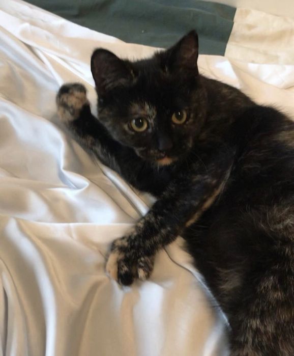 Кошка котенок котята