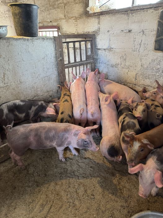 Продам мʼясних поросят