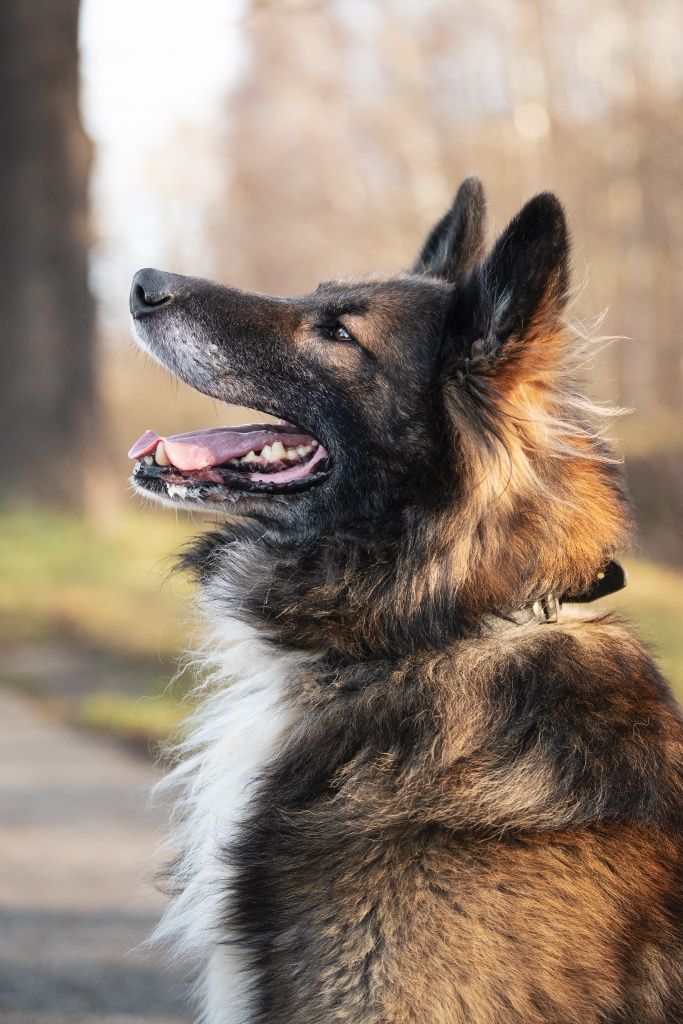 Piękny Trevor w typie owczarka do adopcji!