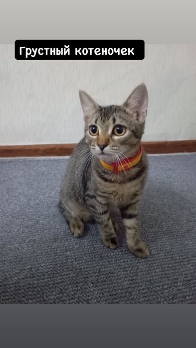 Особенный котёнок бесплатно