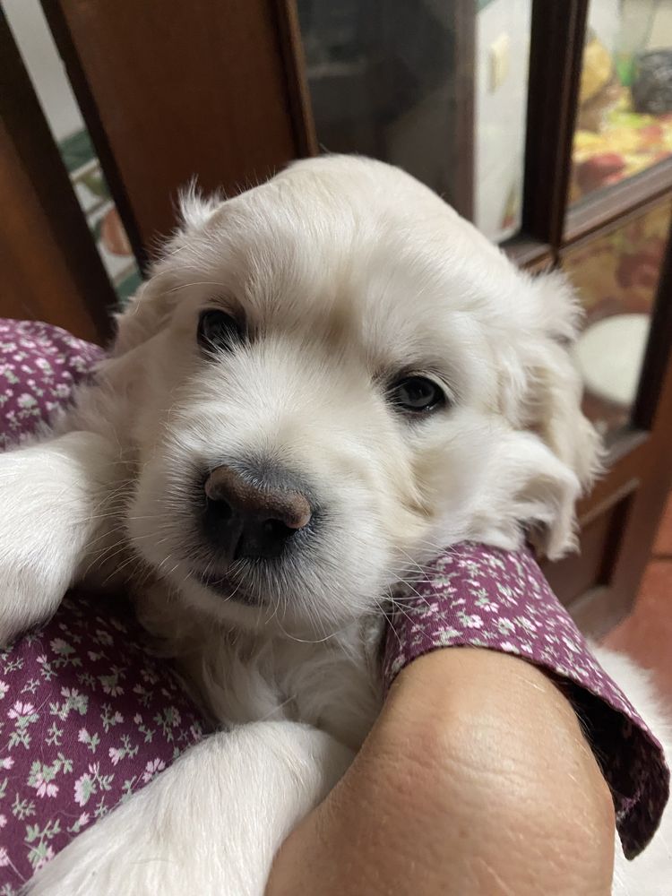 Cachorrinho Golden Retriever de Excelentes Linhagens