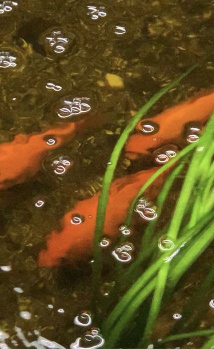 Peixes de agua fria para lagos