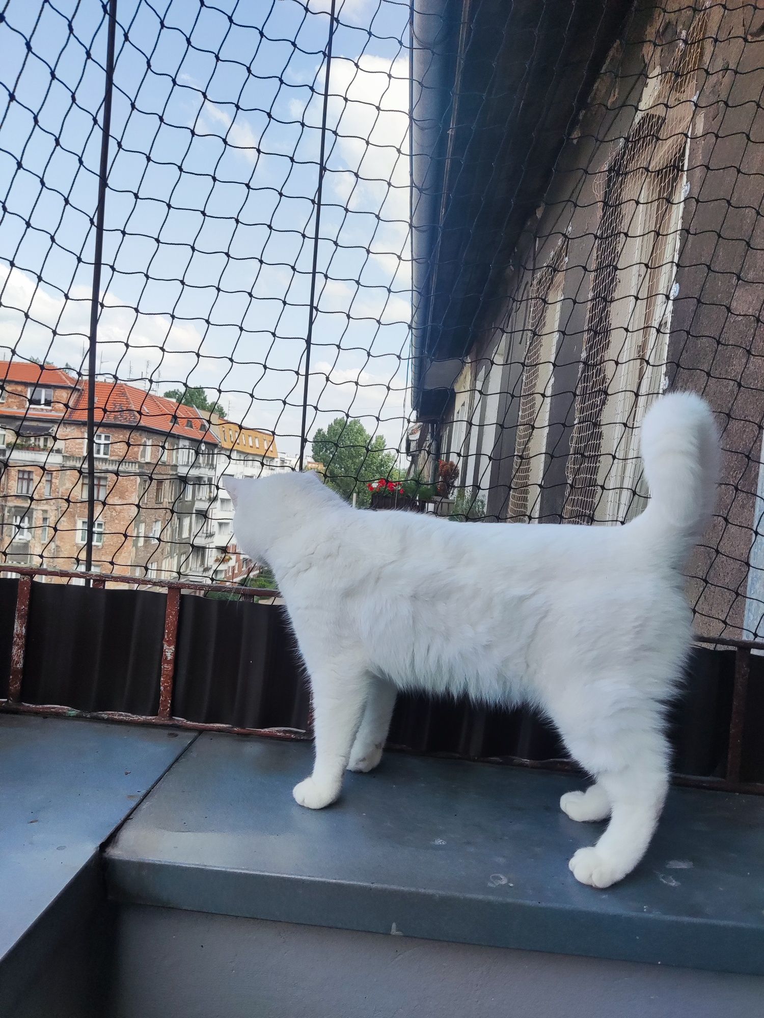 Siatki na Balkon siatki przeciw gołębiom, siatki dla kotów, ptakom