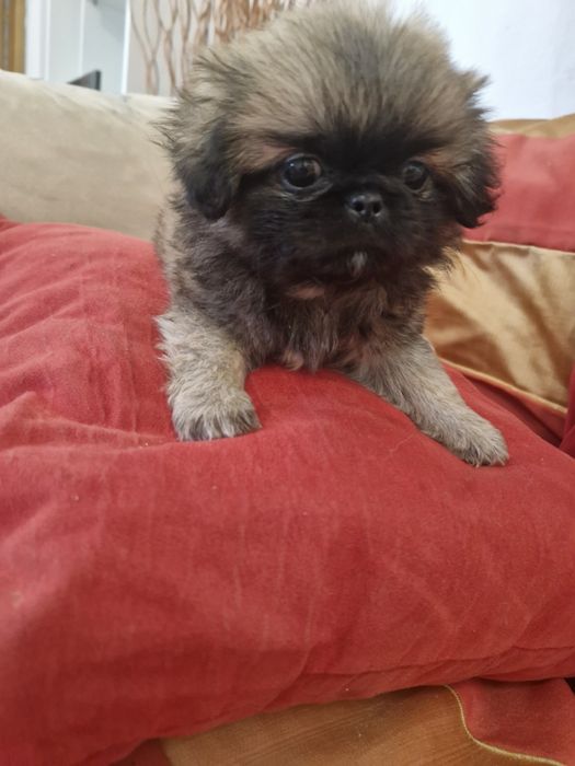 Pequenois  vacinado e desparesitado