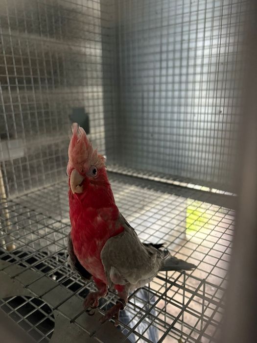 Cacatua Galah macho de 2025 – portador de Lutino, criada à mão
