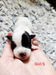 Suczka biało-czarna, Jack Russell Terrier ZKwP