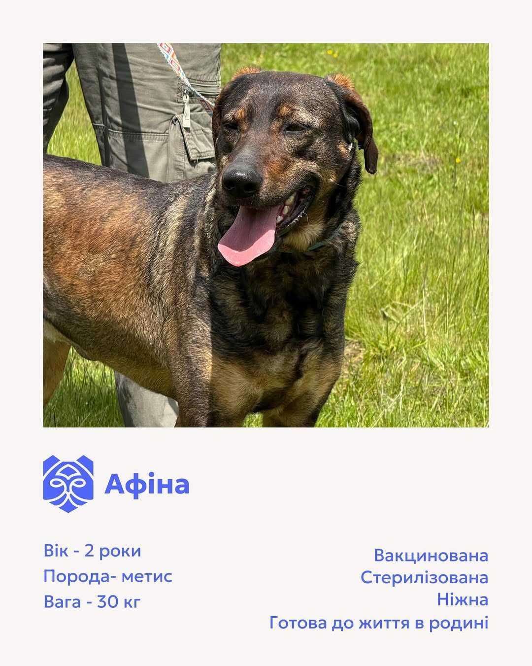Афіна, метис, шукає дім