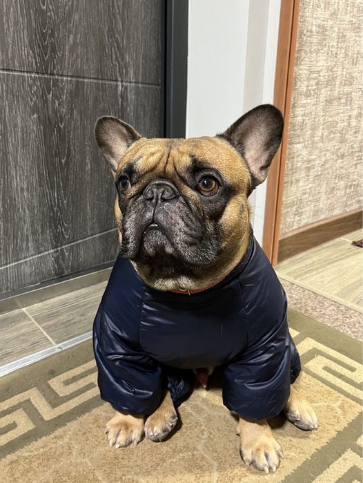 Французский бульдог вязка