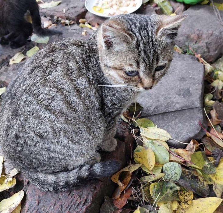 Сіра полосата молода кішечка шукає дім