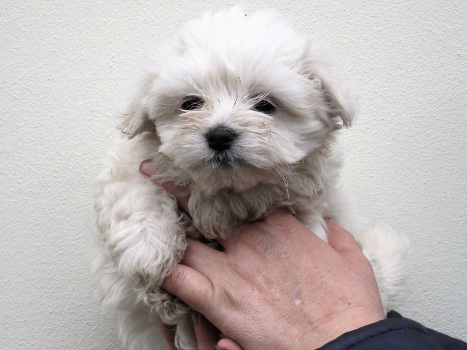 Radosny  szczeniaczek  -  Maltańczyk