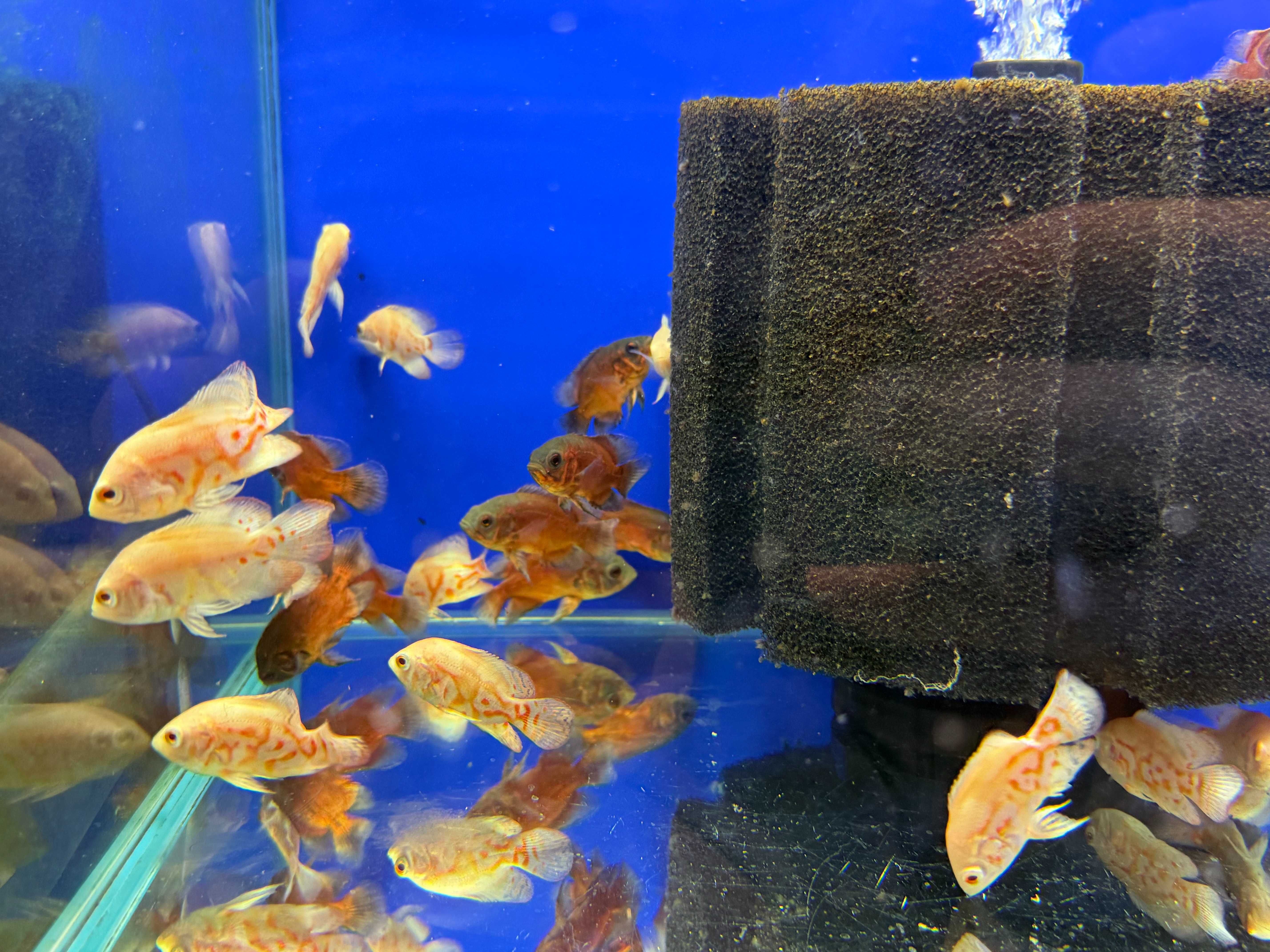 Pawiooka red oscar red tiger albino