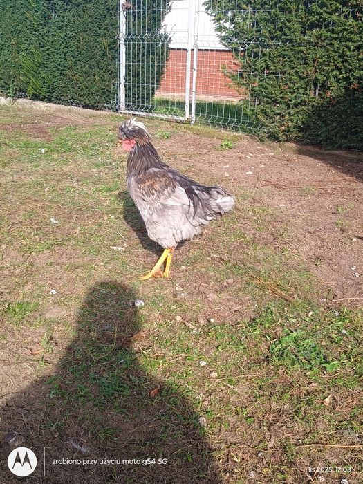 Kogut araukana i czubatka
