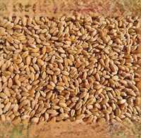 Пшениця 4700 за тону