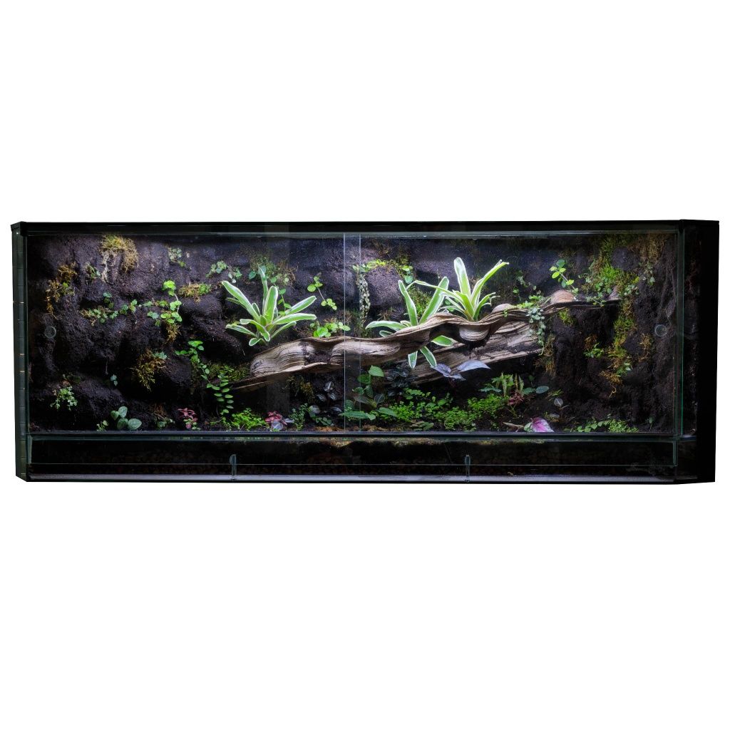 Las w szkle paludarium żywa ściana
