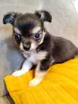 Nelka czarnulka chihuahua