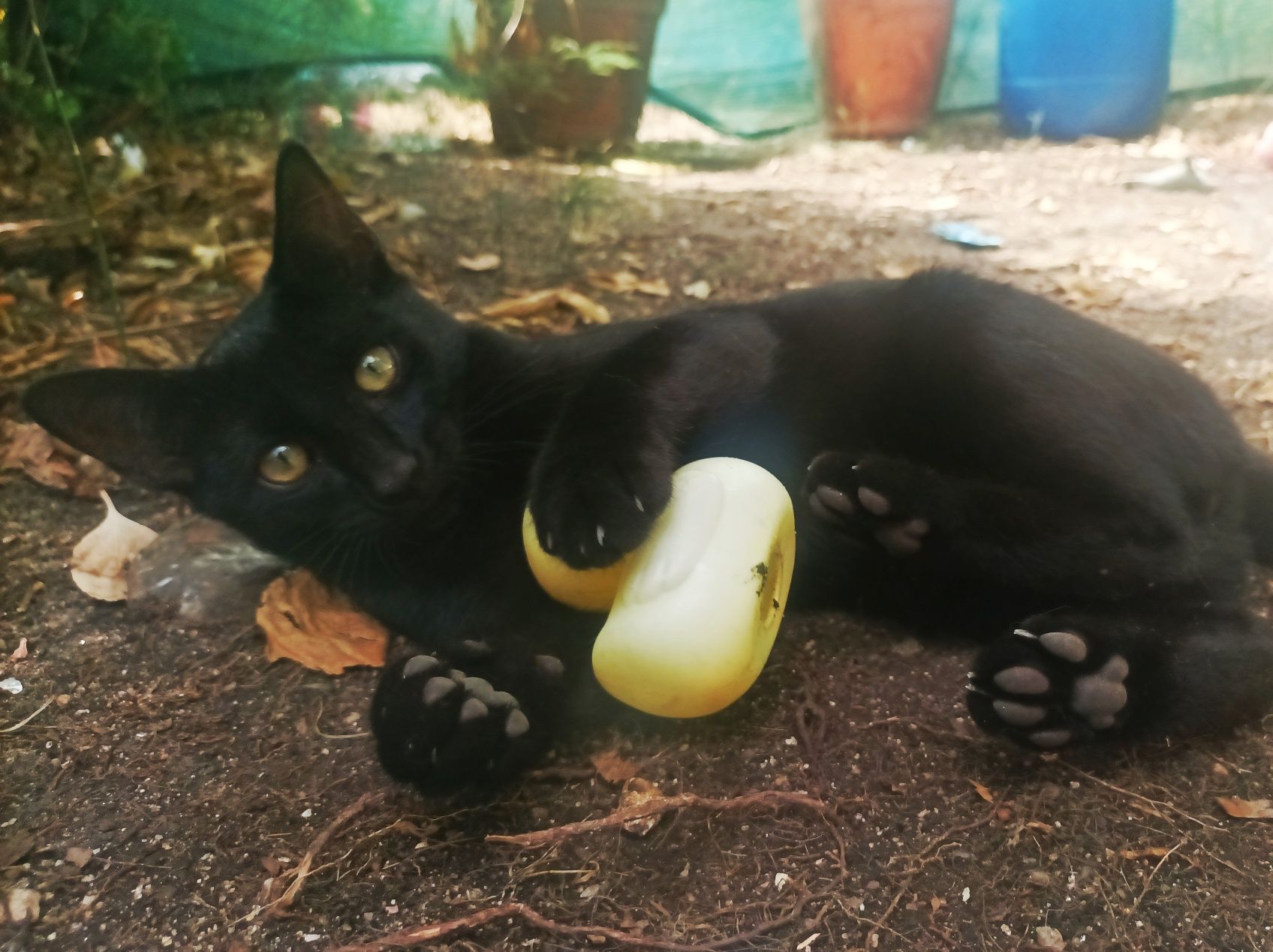 Gatinho preto muito meigo
