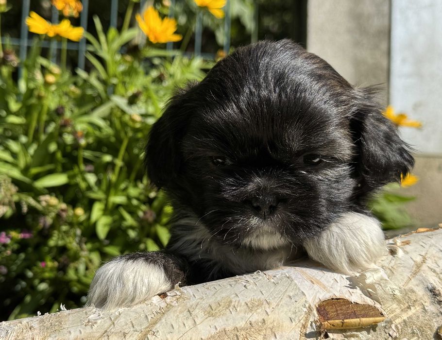 Szczeniak Shih Tzu, rodowód, z hodowli, piesek