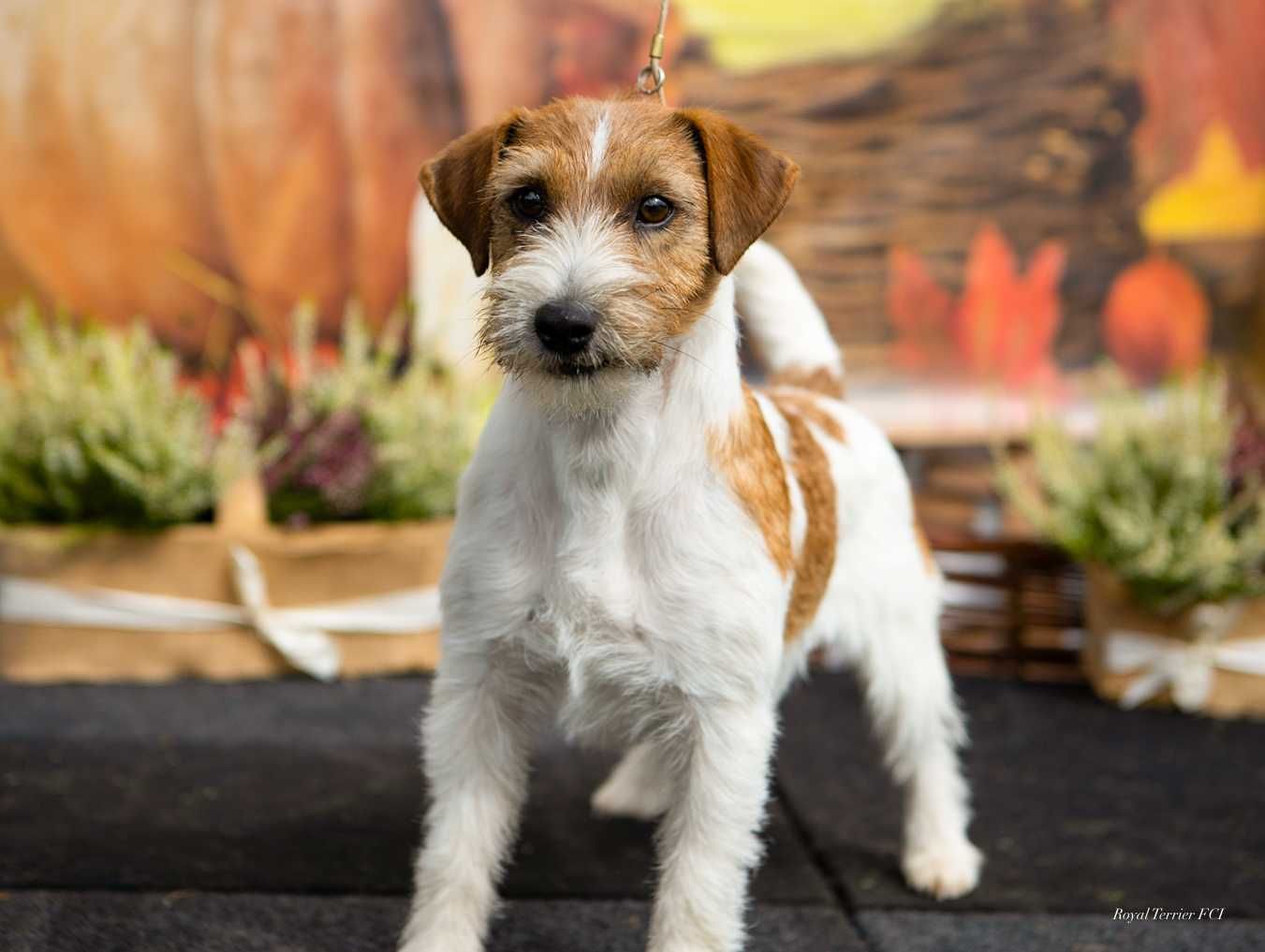 suczka Jack Russell terrier ZKWP/FCI szorstkowłosa