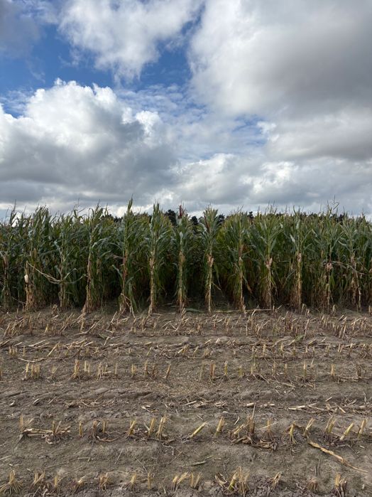 ŚWIEŻE POLSKIE nasiona kukurydzy FLORES na ziarno i kiszonkę!