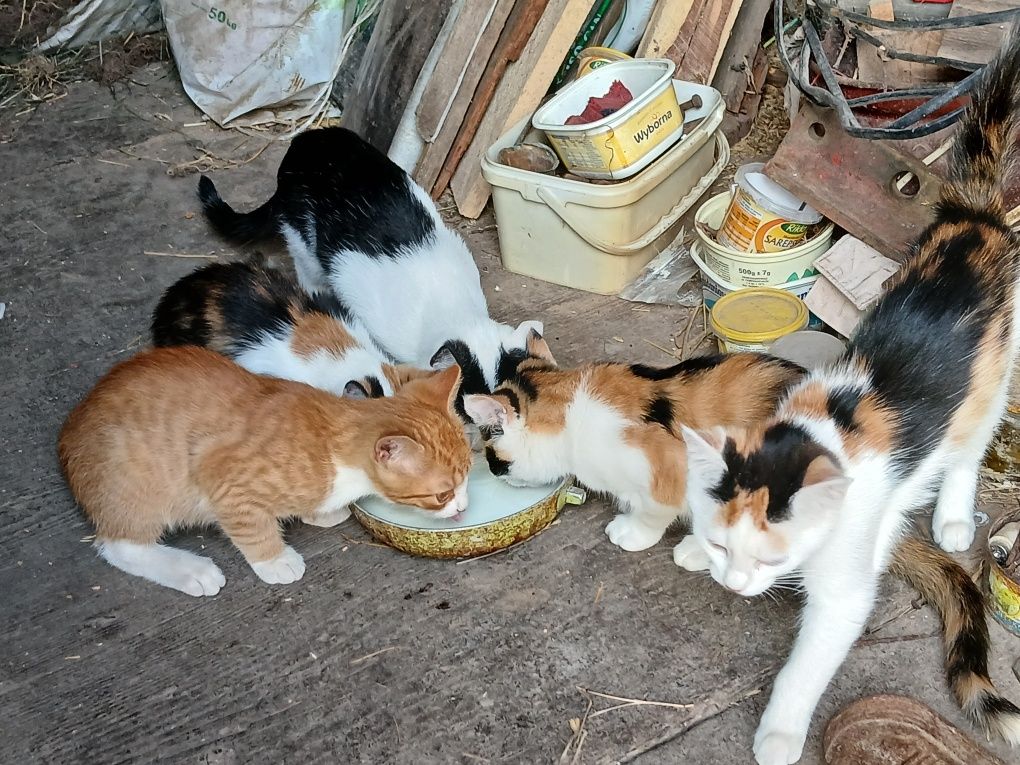 Oddam śliczne kotki
