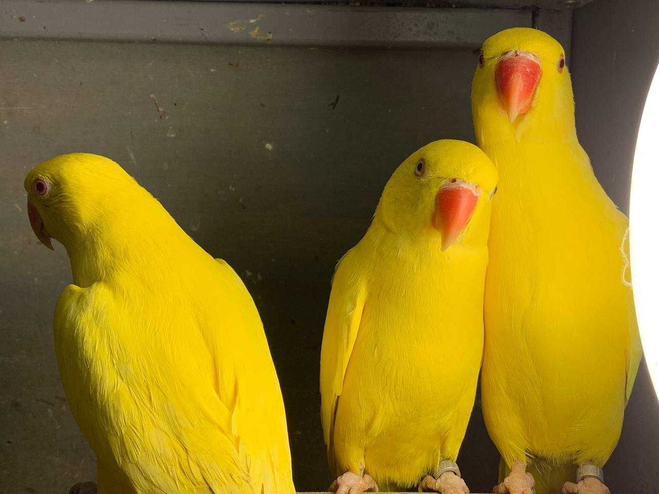 Александрийские попугаи выкормыши - рай для всей семьи