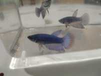 Bettas juvenis..