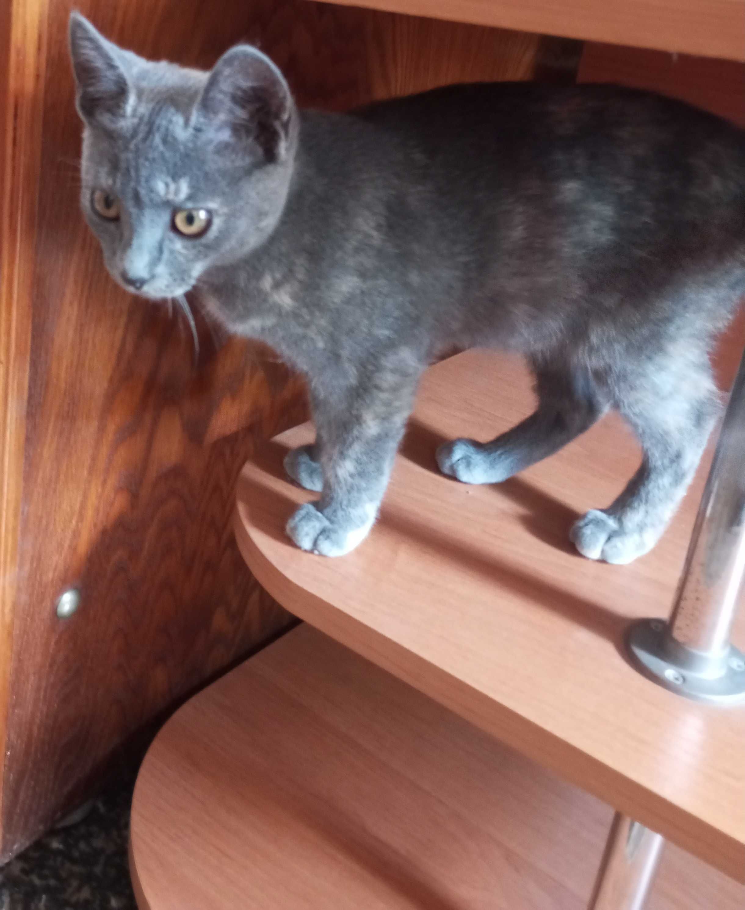 Киця дівчинка, 4 місяці