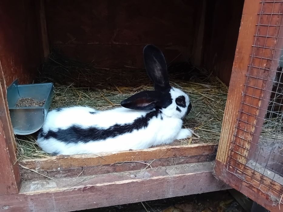 Królik srokacz niemiecki