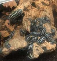 Armadillidium maculatum ,,Zebra" - isopody prosionek ekipa sprzątająca