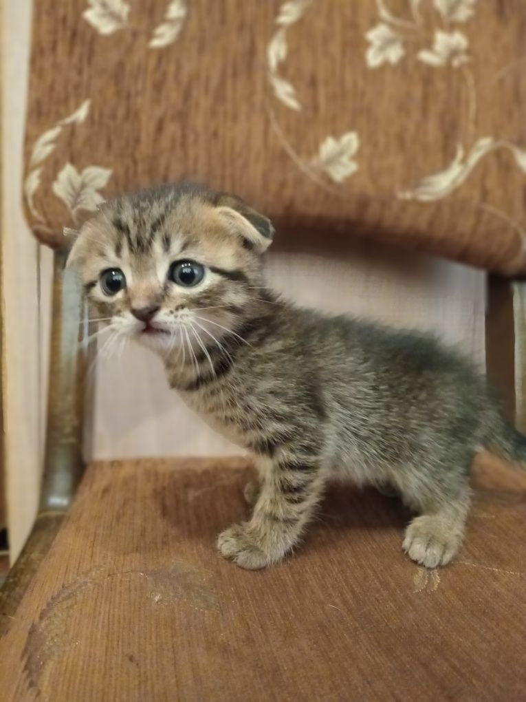 Шотландські кошенята .