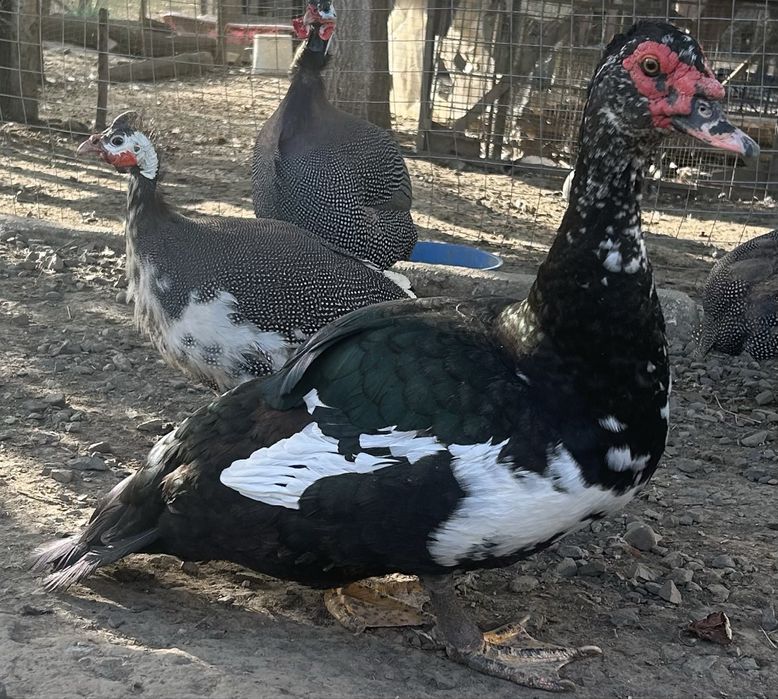 Продаються мускусні качури домашні