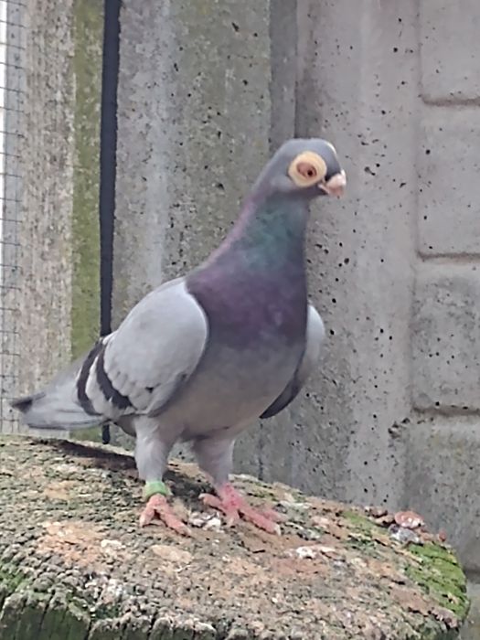 Brodawczak brodawczaki 25r PARA