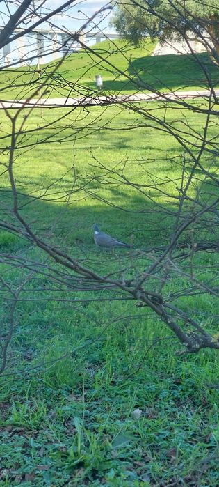 Vendo caça 2025 ###