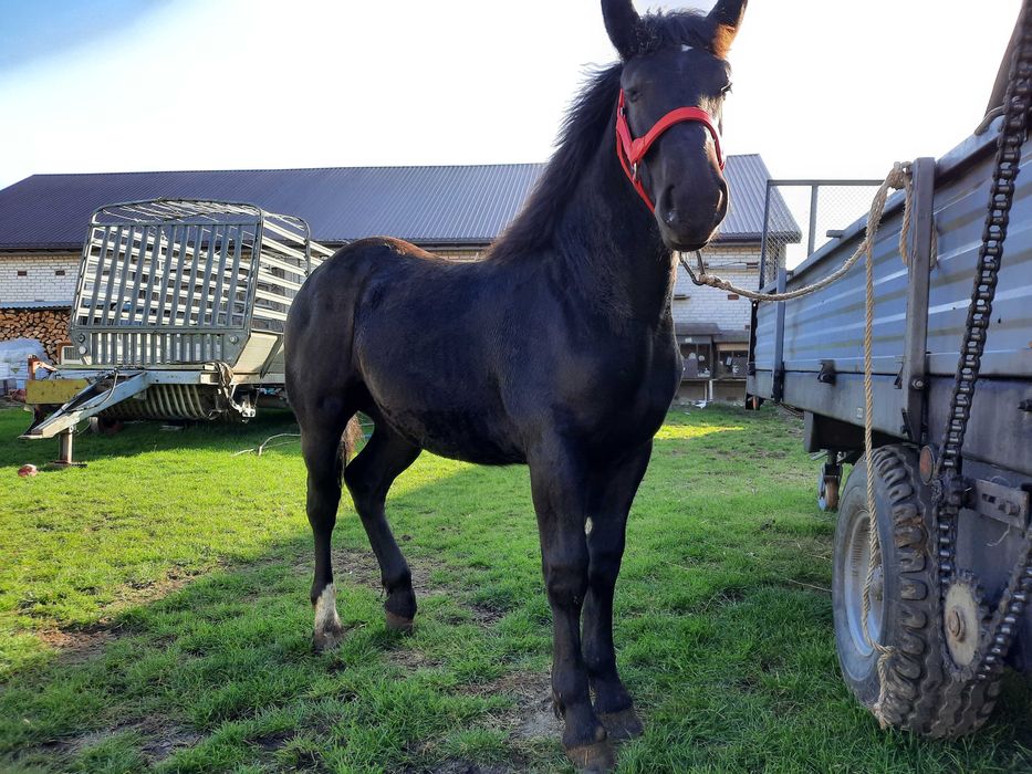 Źrebica zimnokrwista kara 9 miesięcy