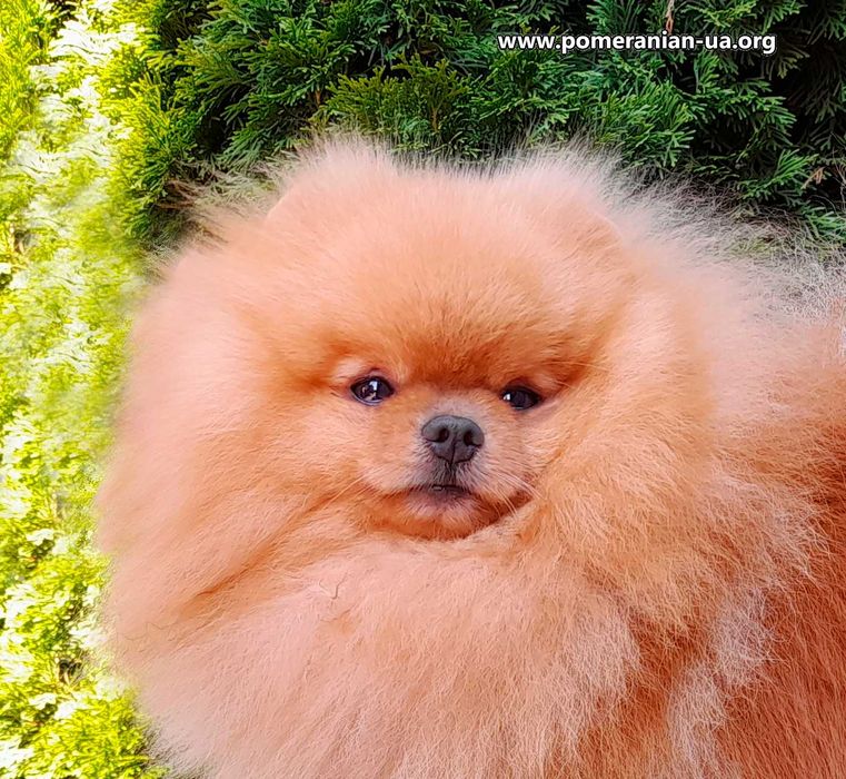 Померанський шпіц КСУ-FCI, 18 см, 1,9 кг