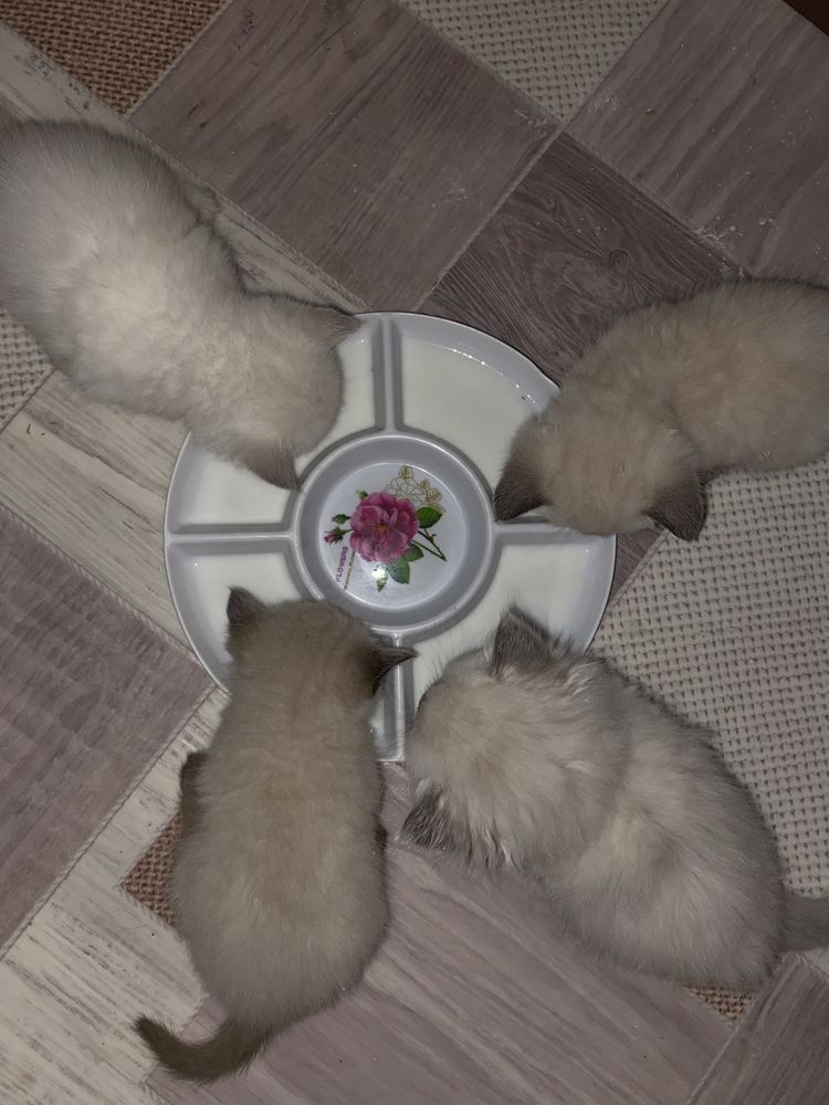 Породистые Котята британские