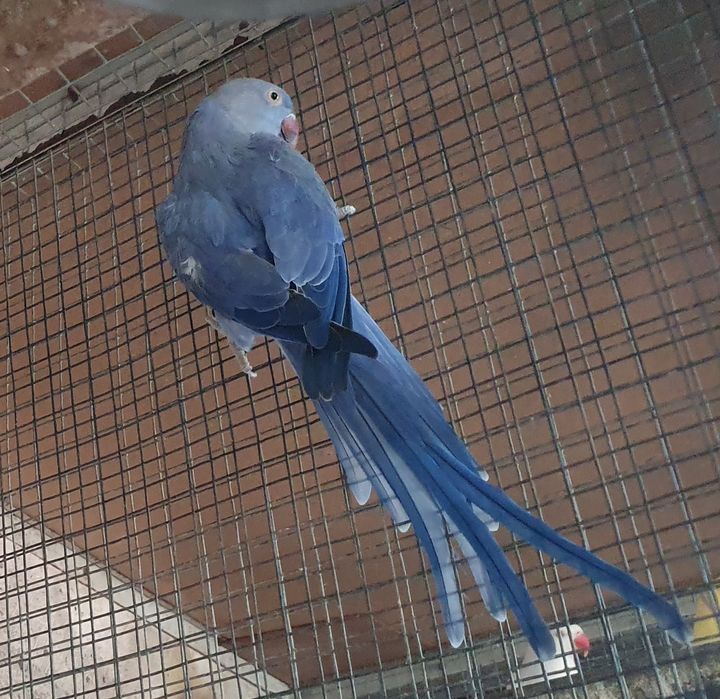 Ring necks para cedência.