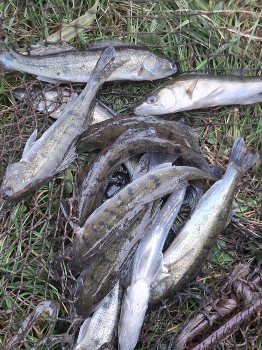 Sandacz kroczek zarybieniowy