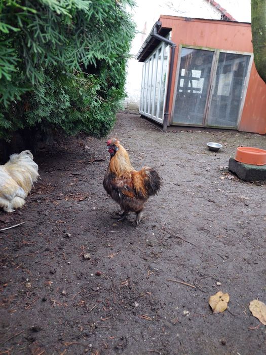 Kogut kochin miniaturowy i koguty silki