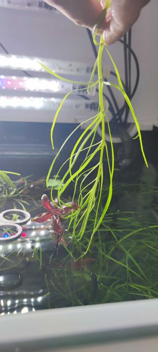 Pogostemon octopus
